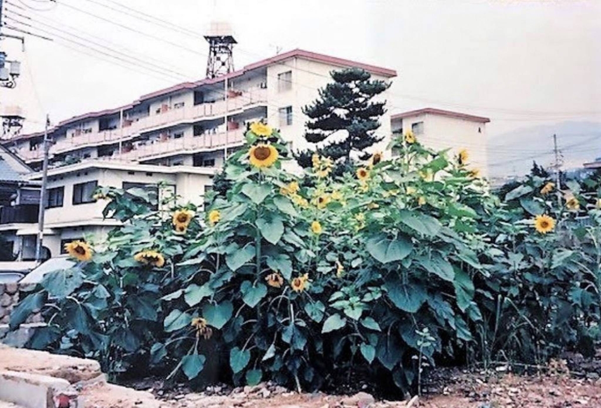 30 years after the Kobe earthquake, sunflowers serve as a ray of hope