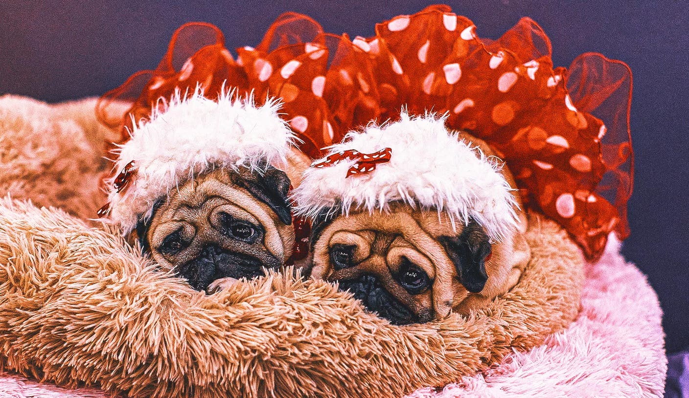 Not just Spot: Decoding Westminster show dogs' fancy, fanciful names