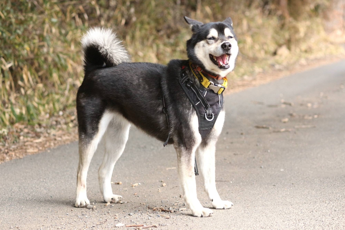 A shy Shiba mix is ready to bloom
