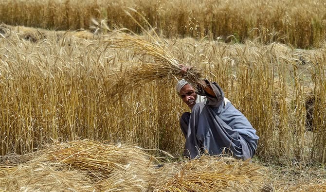 Farmers await wheat prices as reaping season 2025 begins