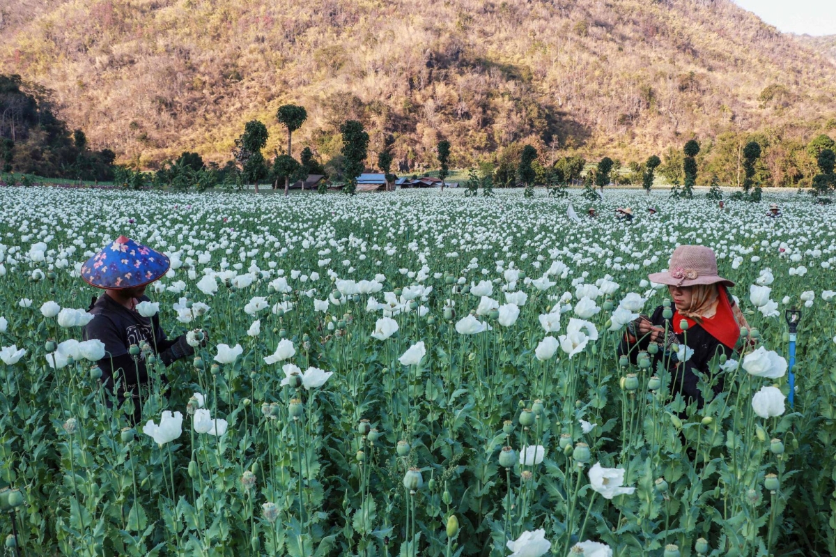 Reluctant opium farmers toil for survival in war-ravaged Myanmar