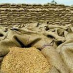 Wheat price forecast in Punjab [March 2025]