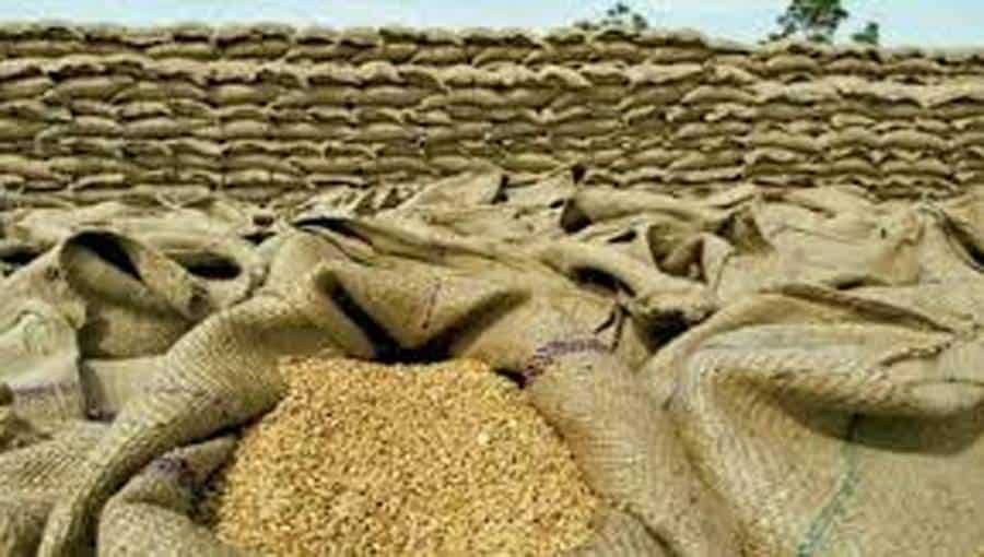 Wheat price forecast in Punjab [March 2025]