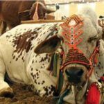 Asias Largest Cattle Market Inaugurated In Karachi