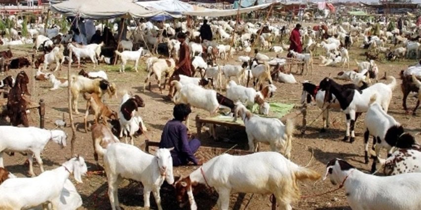 Eid Ul Azha 2025 Expected Dates In Pakistan