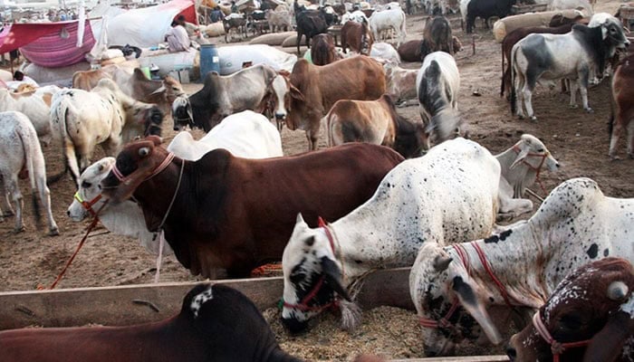 Eidul Azha 2025 Karachi Cattle Market Location Opening Date Announced