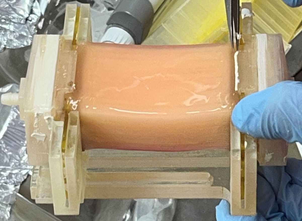 New method developed to make cultured meat thicker