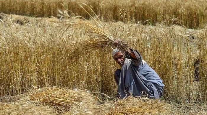Punjab Announces Rs5000 Per Acre For Wheat Farmers