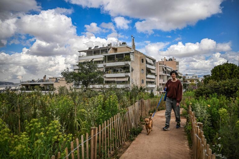 Tentative tree planting 'decades overdue' in sweltering Athens