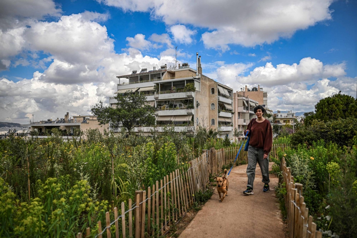 Tentative tree planting 'decades overdue' in sweltering Athens