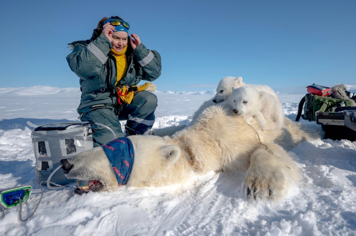 Polar bear biopsies shed light on Arctic pollutants