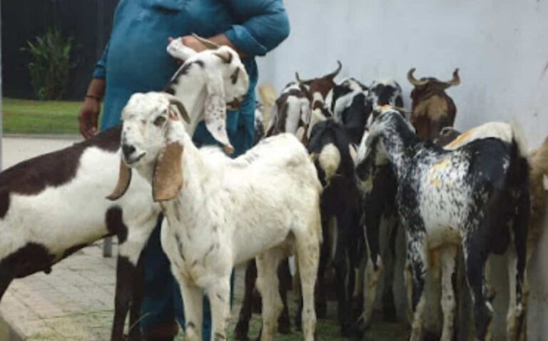 Robbers snatch sacrificial animals and rickshaw in Karachi