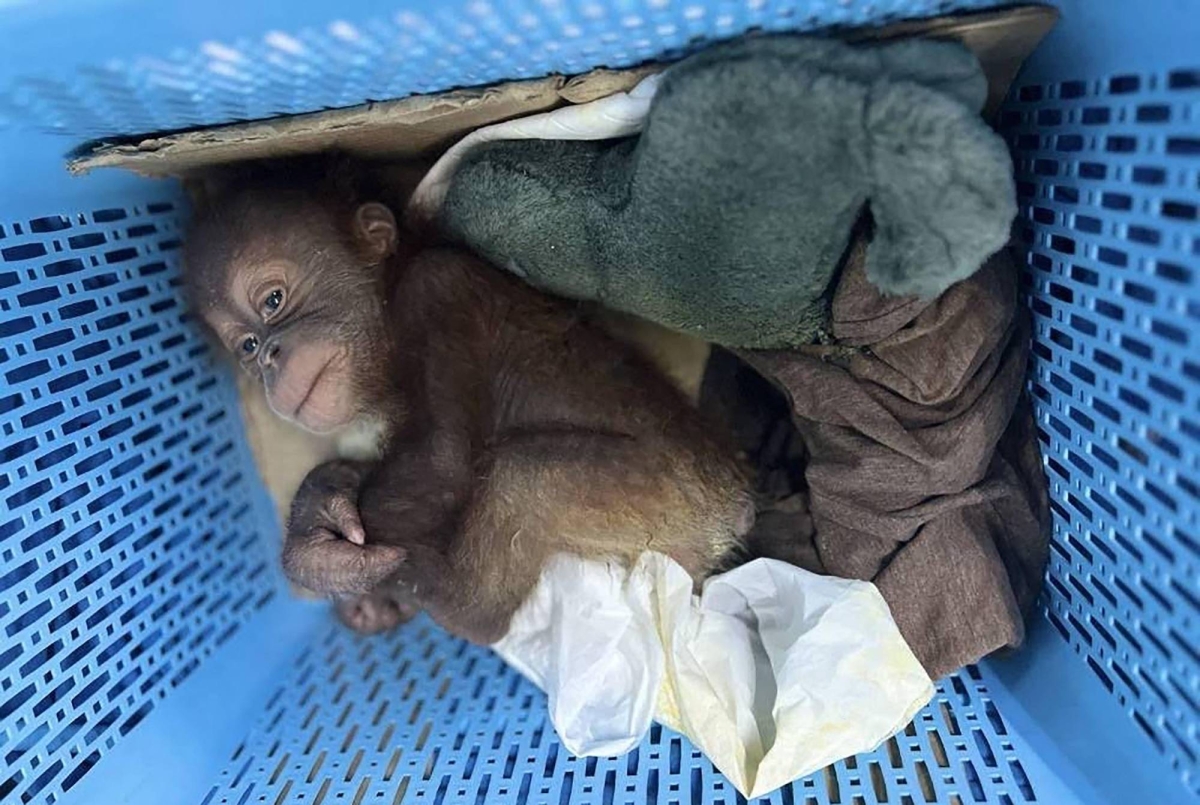 Snakes on a plane highlight Thailand-India wildlife trafficking, NGO reports