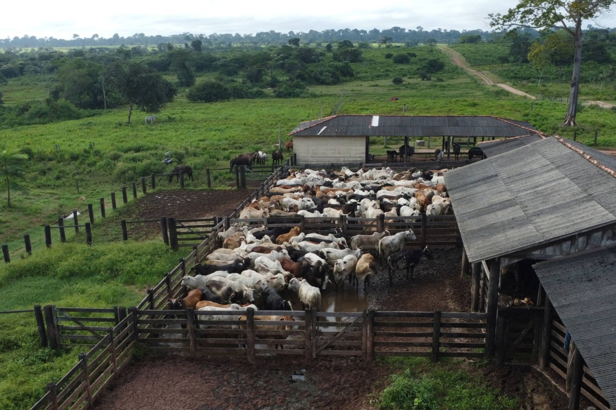 Why Brazil’s ‘King of Cattle’ is embracing a plan to save the Amazon