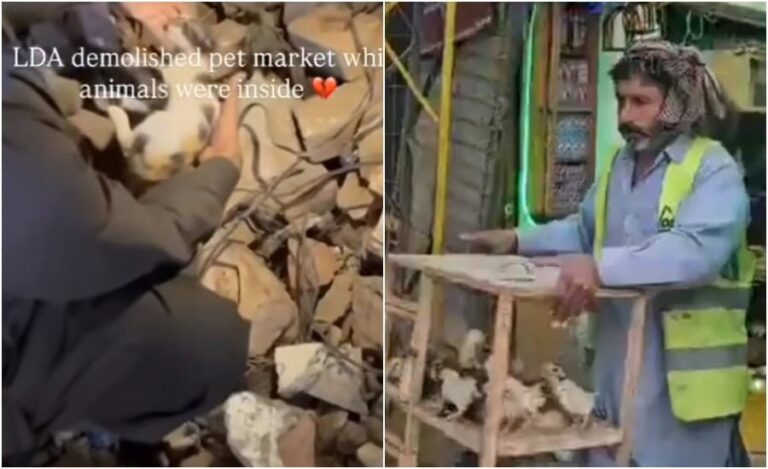 Fact Check Were Animals Really Buried Alive During Lda Bird Market Demolition