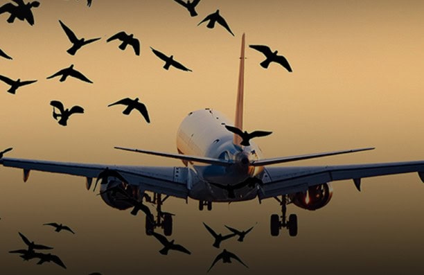 PIA Flight to Saudi Arabia makes Emergency Landing in Karachi after bird strike