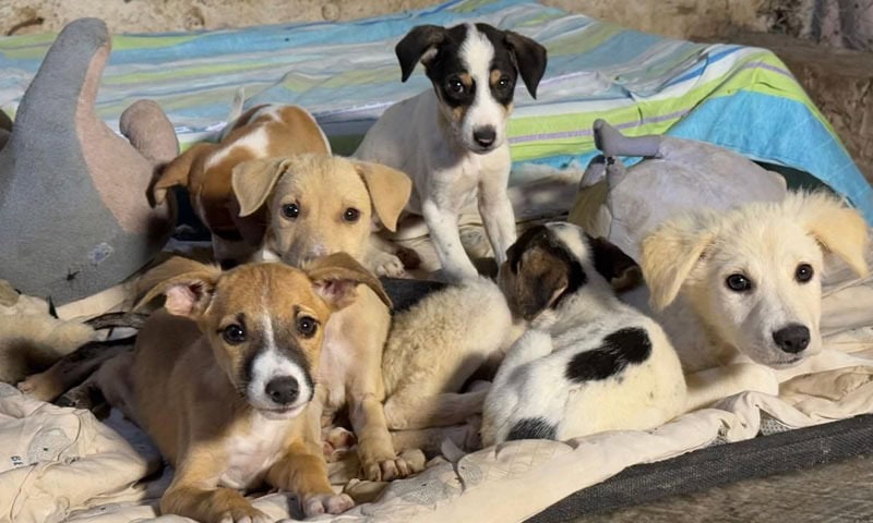 Woman Among 7 Booked For Stealing 60 Dogs From Cda Facility In Islamabad