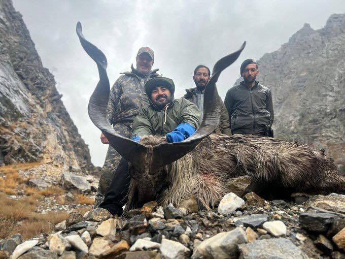 American Hunter Pays Rs7 56 Crore To Hunt Rare Kashmiri Markhor In Pakistan