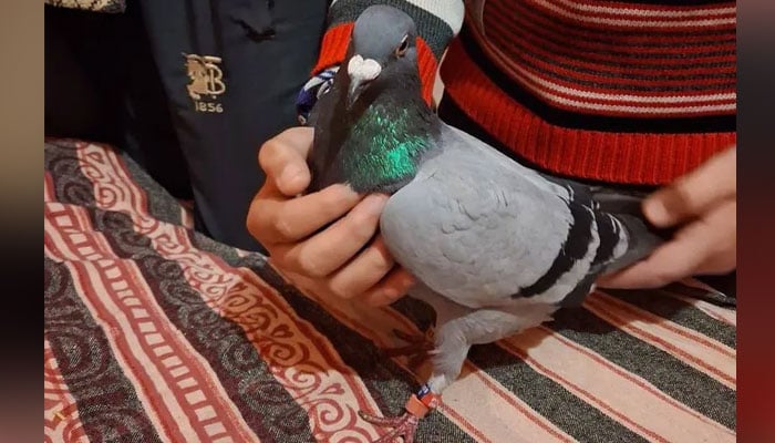 India Detains Spy Pigeon Along Line Of Control