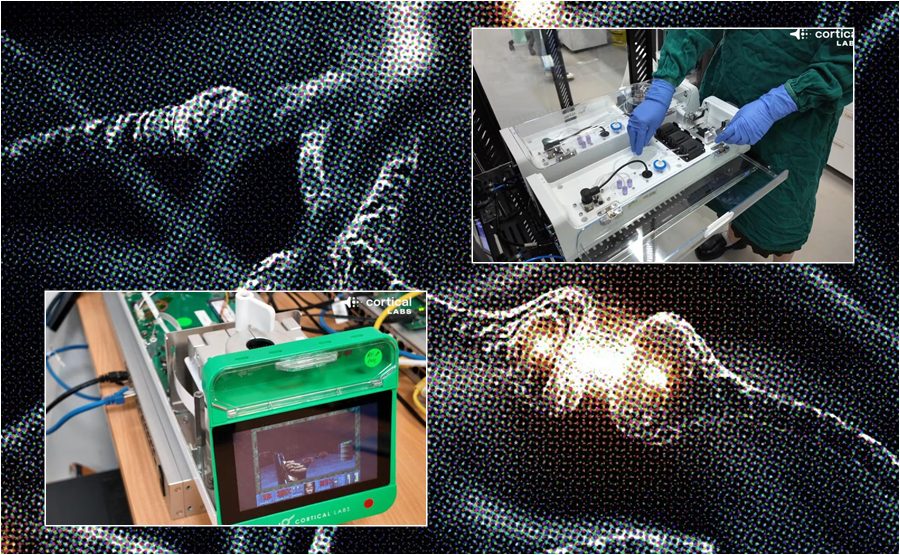 Lab Grown Brain Cells Learn To Play Computer Game Doom In Major Biotech Breakthrough