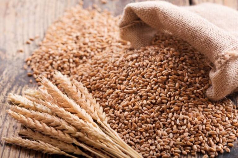 Punjab Govt To Provide Free Gunny Bags Fix Wheat Price At Rs3500 Per Maund