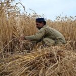 Sindh Cm Removes Wheat Sale Limit Orders Acceleration Of Procurement Drive