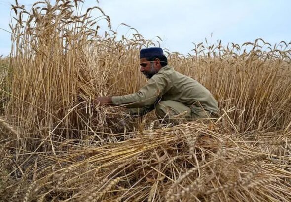 Sindh Cm Removes Wheat Sale Limit Orders Acceleration Of Procurement Drive