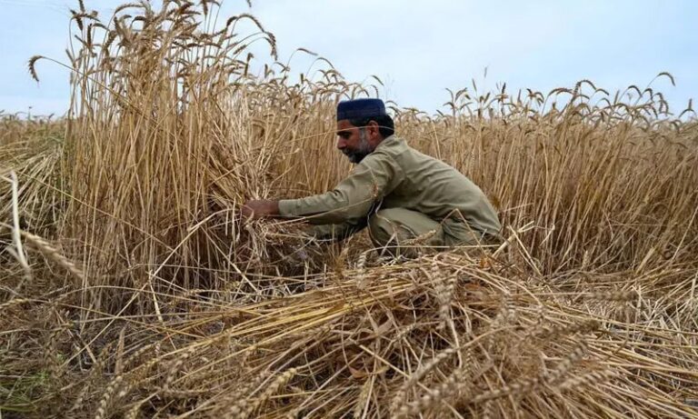 Sindh Cm Removes Wheat Sale Limit Orders Acceleration Of Procurement Drive