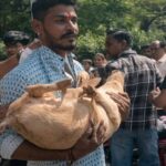 Hindutva Extremists Harass Indian Muslims On Eid Ul Azha With Pigs Protest