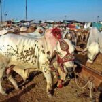 Lahore to open five temporary cattle markets next week for Eidul Adha