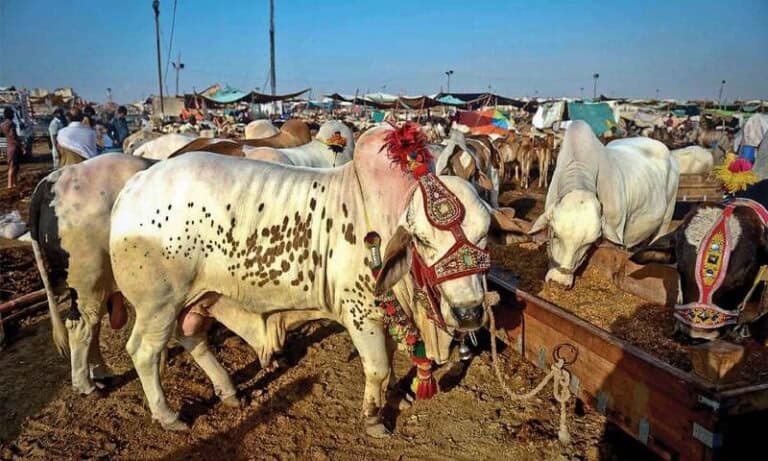 Lahore to open five temporary cattle markets next week for Eidul Adha