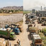 Pakistans Textile Backbone In Dire Straits As Cotton Shortfall Forces Heavy Imports
