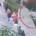 Savage Sacrificial Bull After Falling Into Ravine In Murree