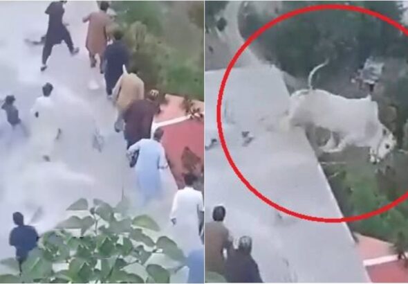 Savage Sacrificial Bull After Falling Into Ravine In Murree