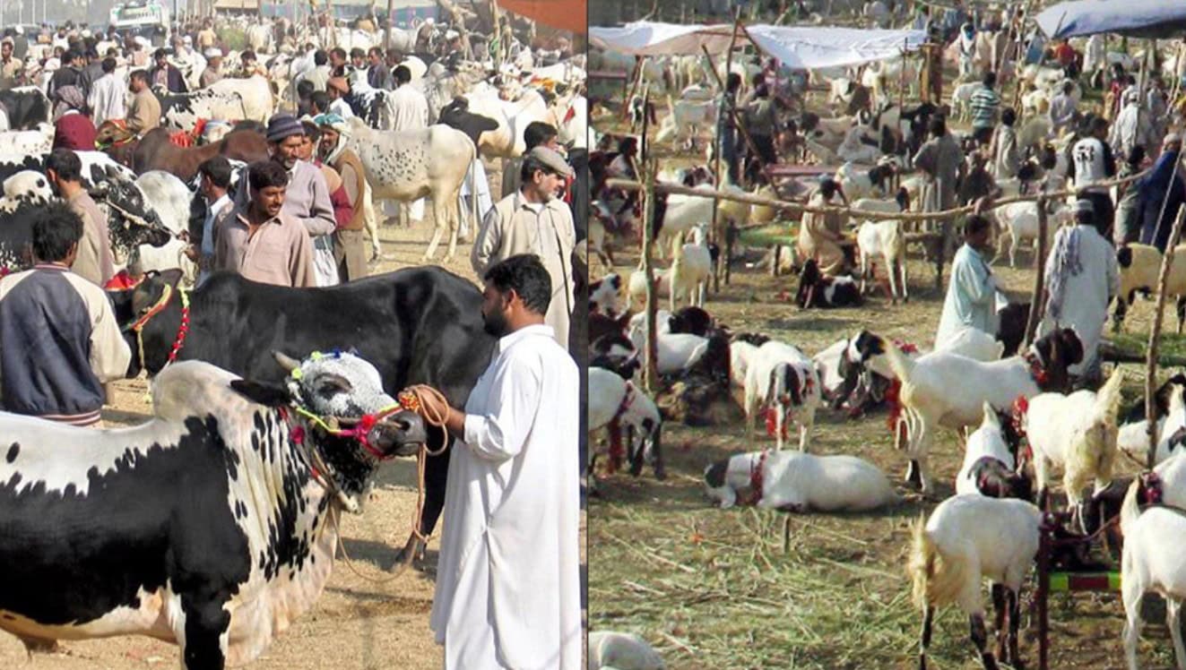 Eid Ul Azha 2026 Hides Of 7 5 Million Animals Fuels Rs8 7 Billion Economic Activity In Pakistan