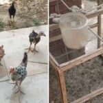 Punjab University Launches Probe Into Poultry Kept On Campus