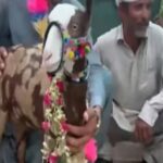 Rare Teddy Goat Sold For Rs1 8 Million In Punjabs Rajanpur