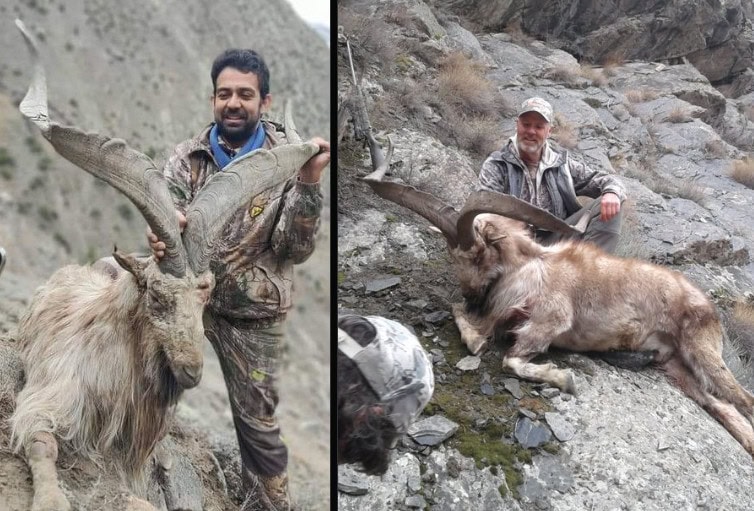 Rs5 5 Crore Starting Bid For Markhor Hunt As Gb Announces 2026 Auction