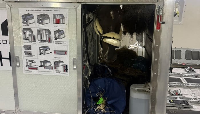 Pakistan's ‘Mirage' safely lands in Japan ahead of its Asian Games eventing debut