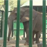 Foreign Veterinary Experts Arrive In Karachi To Treat Madhubala Malika