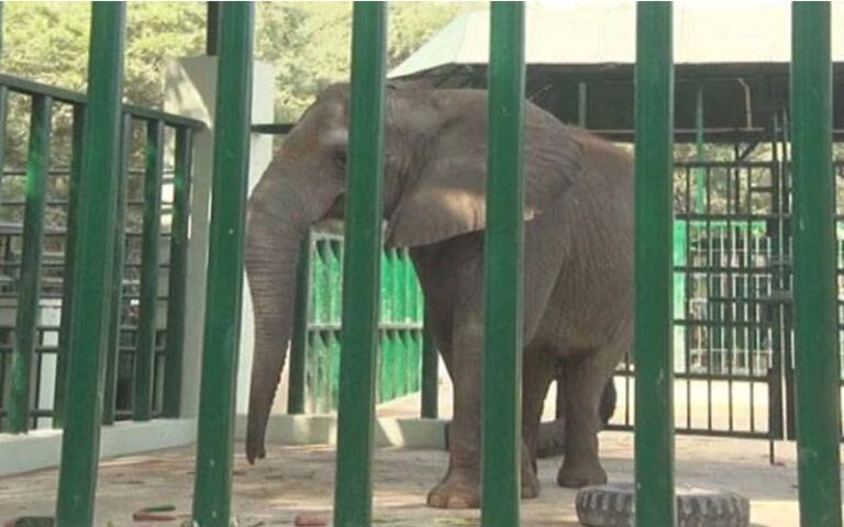 Foreign Veterinary Experts Arrive In Karachi To Treat Madhubala Malika