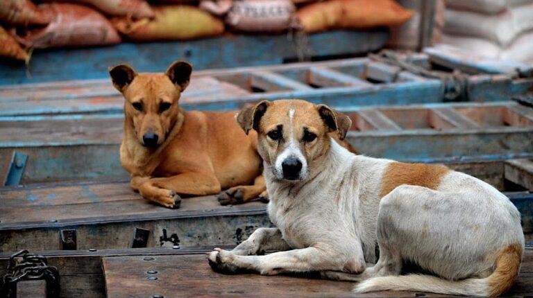 Punjab Makes Pet Dog Registration Mandatory Issues Formal Form